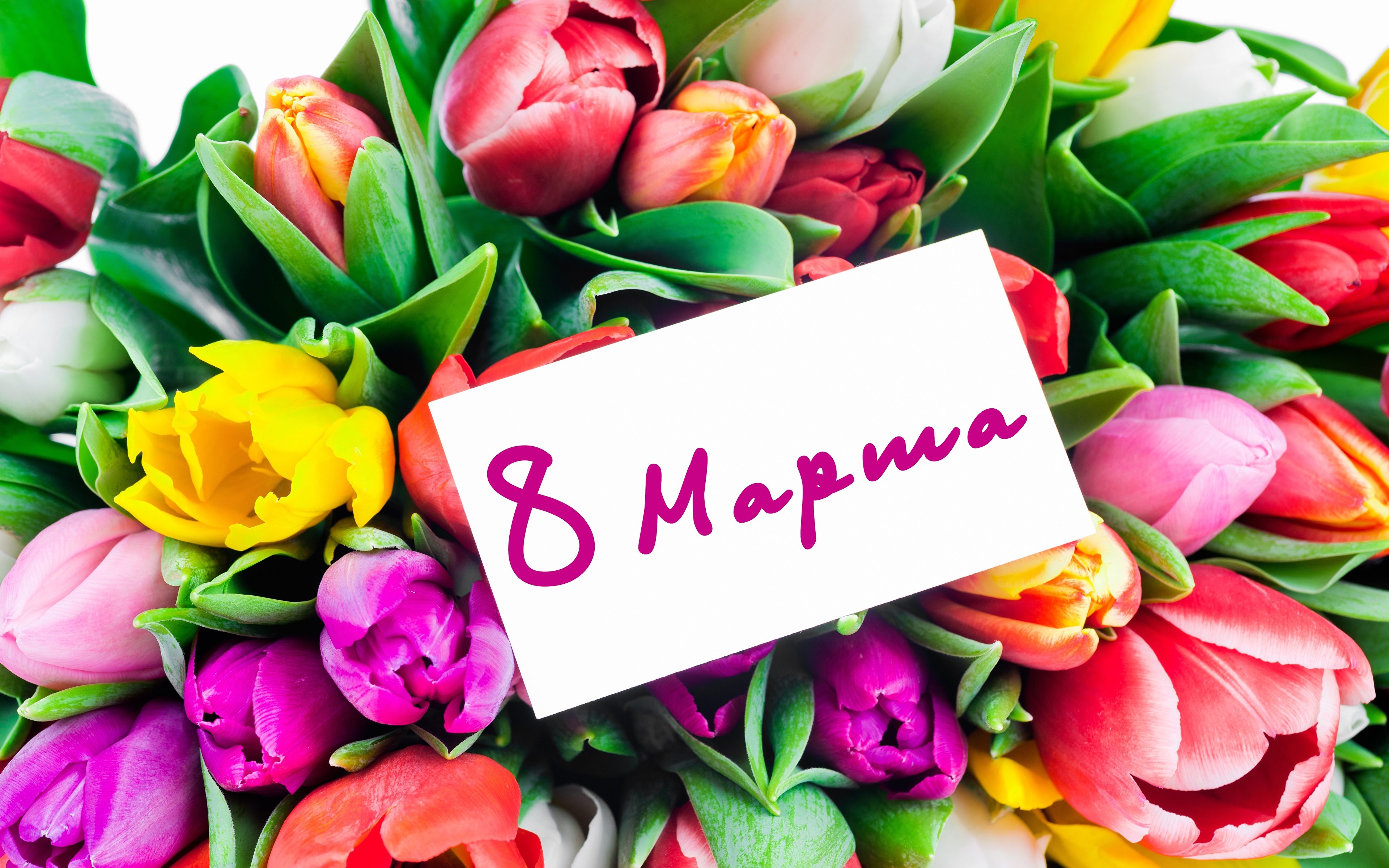 March_8_Tulips_Russian_516412_3840x2400